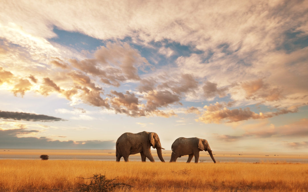 Wildlife Spotting in Kenya: A Comprehensive Guide to Seeing the Big Five.